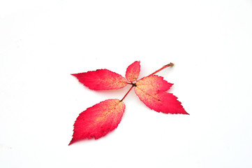 red autumn leaves
