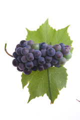 Grapes with two leafs