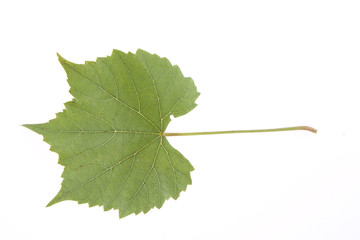 Grape's leaf