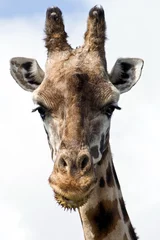 Crédence de cuisine en verre imprimé Girafe giraffe head