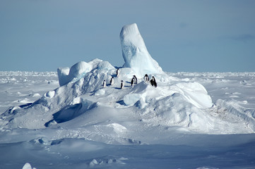 Pinguingruppe in der antarktischen Packeislandschaft