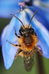 Sand bee on a blue flower