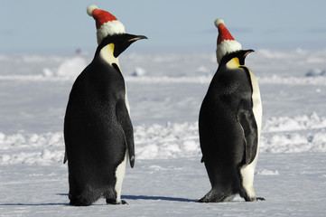 Antarctic penguin pair at Christmas day