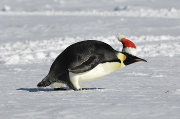 Fototapeta na wymiar Pospiesz się do Bożego Narodzenia trochę pingwina