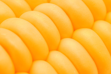 macro of yellow corn cobs background..