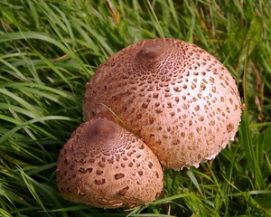 Scaled mushrooms in the grass
