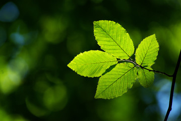 green leaves