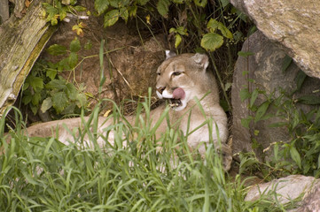 cougar