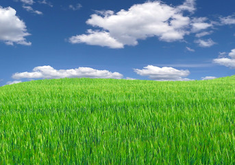 Obraz premium green meadow,blue sky