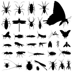 set of insect vector