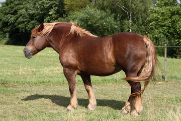Kaltblut