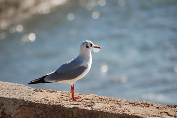 oiseau de mer