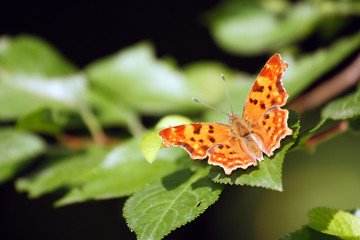 Obraz premium butterfly polygonia c-album species on plum tree leaves