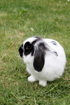 Zwergkaninchen