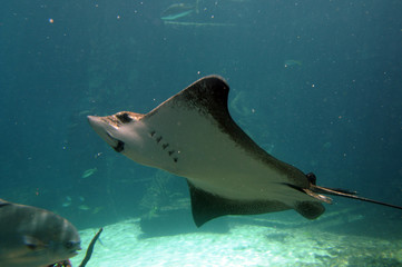 Underwater view of swimming ray