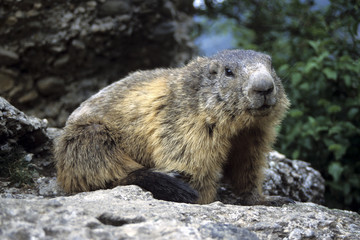 Marmotte. Mont-Dauphin, Guillestrois, Hautes-Alpes (05)