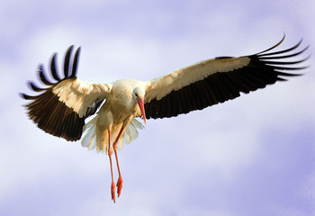Landing stork - 9135443