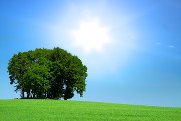 Obraz premium green grassfield with a bunch of trees and bright sunlight above