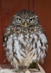 Screech-owl - Athene noctua