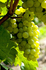 Weintraube in der Sonne