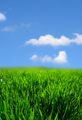 Obraz na płótnie Canvas green grass landscape nature background