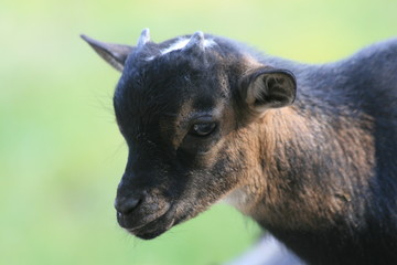 ziegenbaby