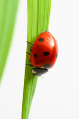red ladybug on green grass isolated