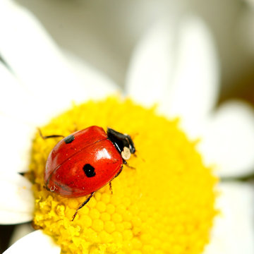 ladybug on white camomile summer background
