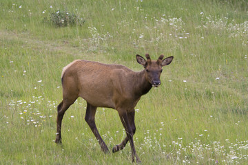 Naklejka na ściany i meble Young bull elk on a meadow