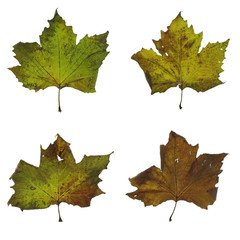 four stages of decay