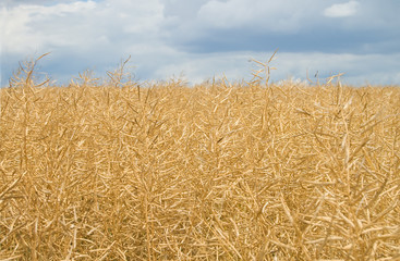 Fototapeta na wymiar field with ripe harvest of yellow rape
