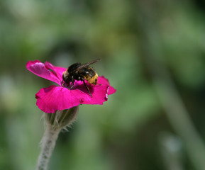 Feeding Bee