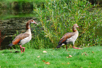 Canard au bord de l'eau