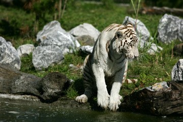 tigre blanc