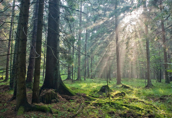 Sunlight shinning across spruce trees