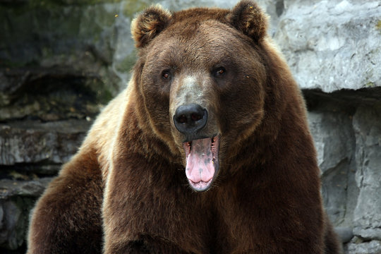Aggressive Grizzly