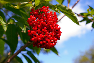 The Red elderberry.