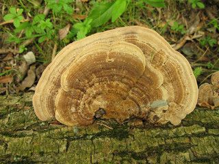 Ganoderma applanatum Artist's Conk mushroom