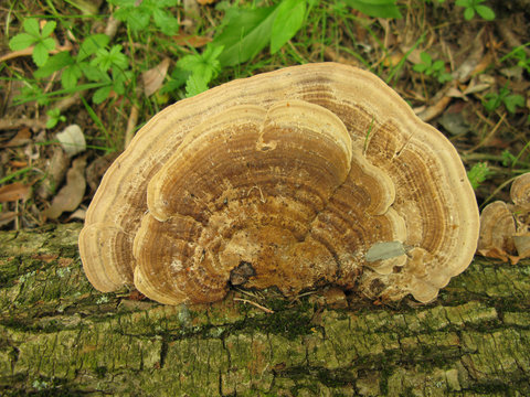 Ganoderma applanatum Artist's Conk mushroom