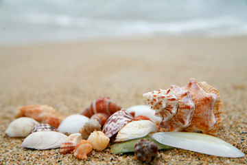 beautiful shells on very nice beach............