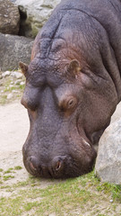 Fototapeta premium pictures of the wild animals