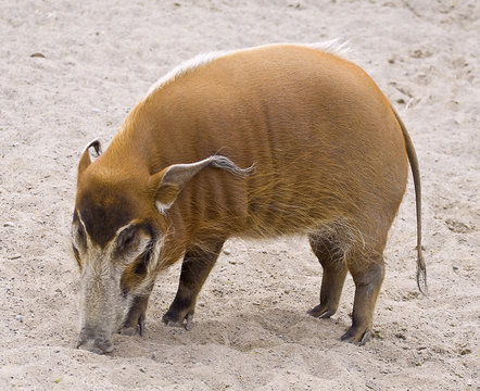 picture of the wild boar