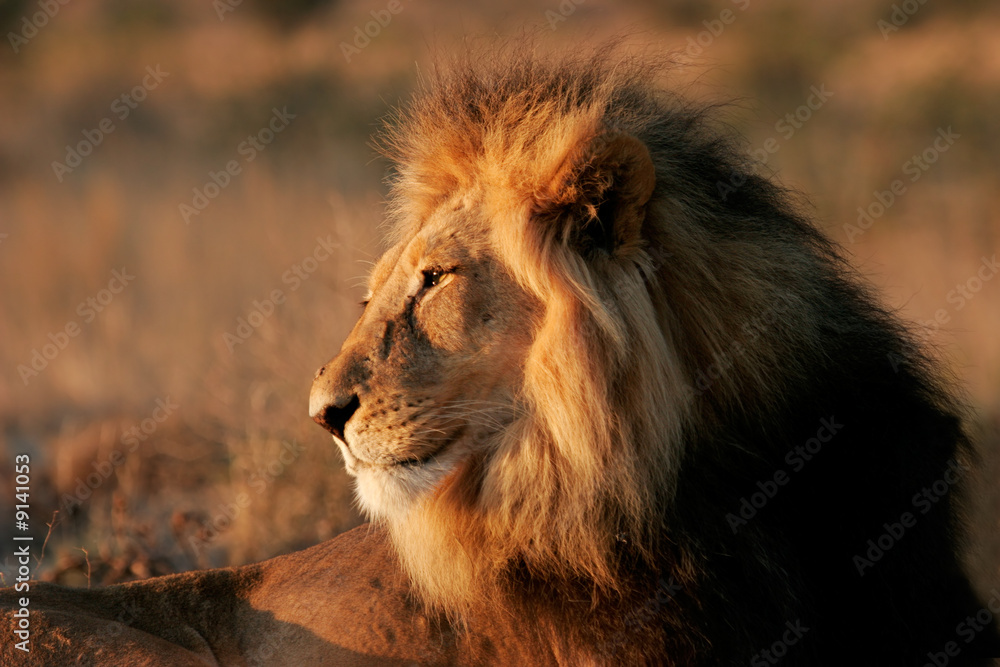Wall mural african lion (panthera leo), kalahari desert, south africa