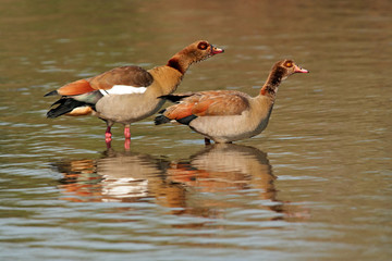 Egyptian geese, Kruger National Park, South Africa