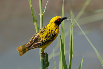 Spotted-backed weaver, Kruger National Park, South Africa