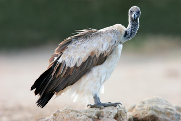 White-backed vulture (Gyps africanus), Kalahari, South Africa