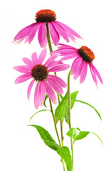 Blooming medicinal herb echinacea purpurea or coneflower - 9141234