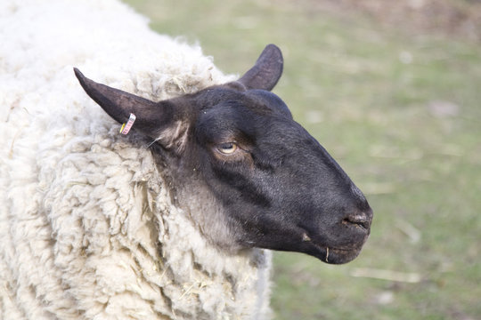 picture of the sheeep close up