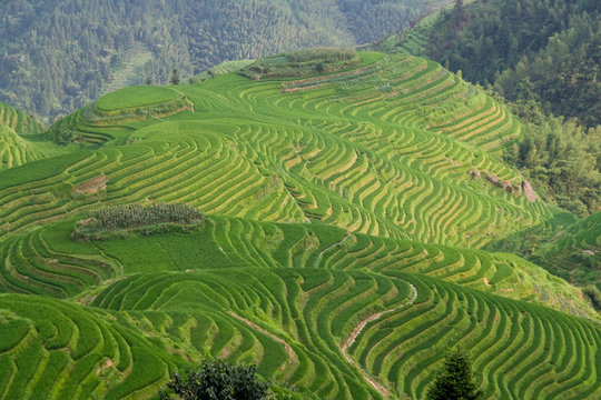 Fototapeta Guilin Rice Field Terrace