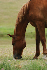 cheval